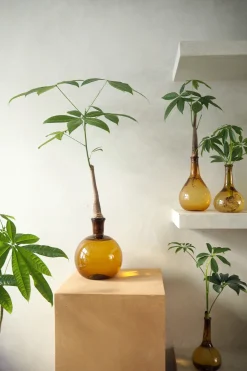 PLANT Lykkekastanje Japandi i glas Sale