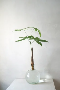 PLANT Lykkekastanje Japandi i glas, stor