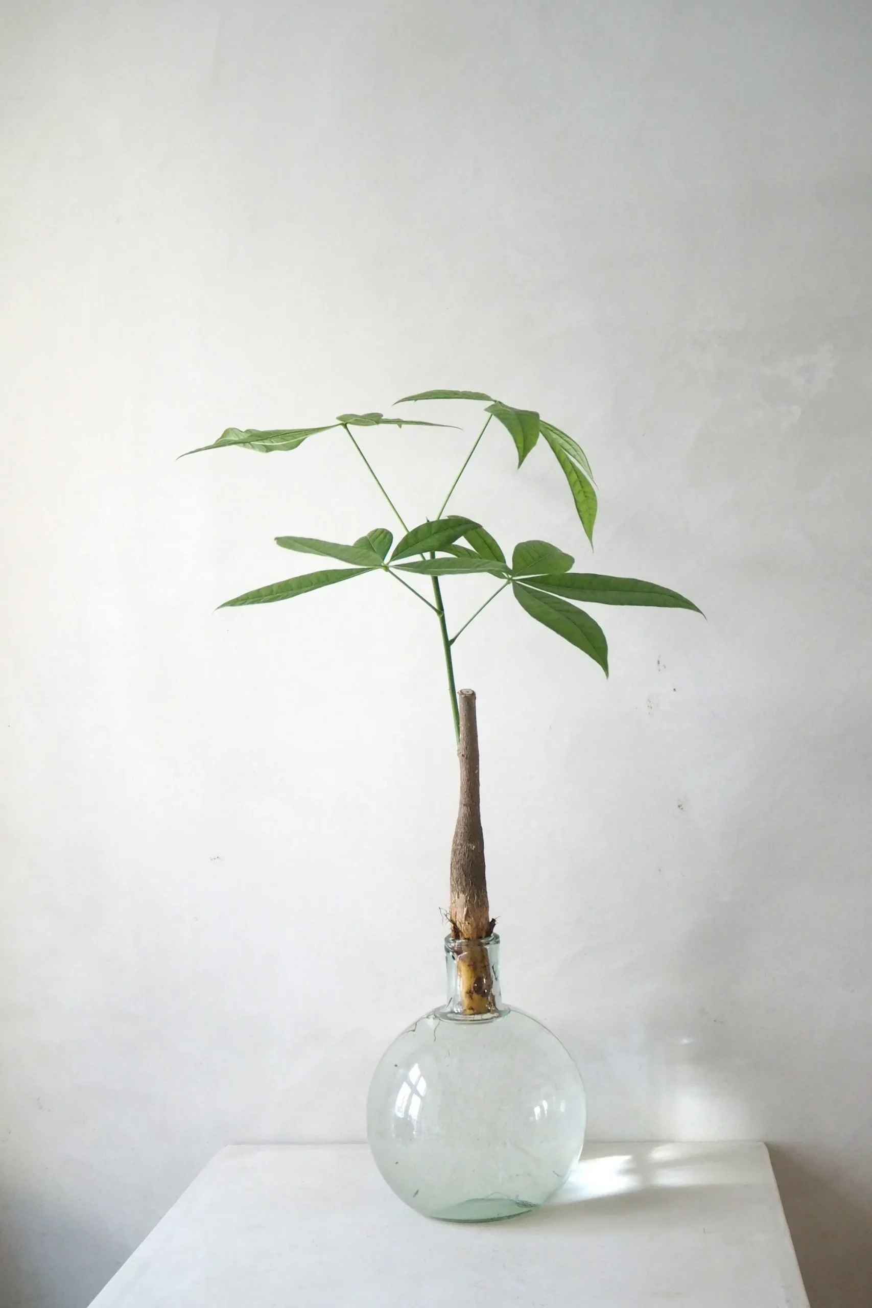 PLANT Lykkekastanje Japandi i glas, stor