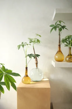 PLANT Lykkekastanje Japandi i glas, stor