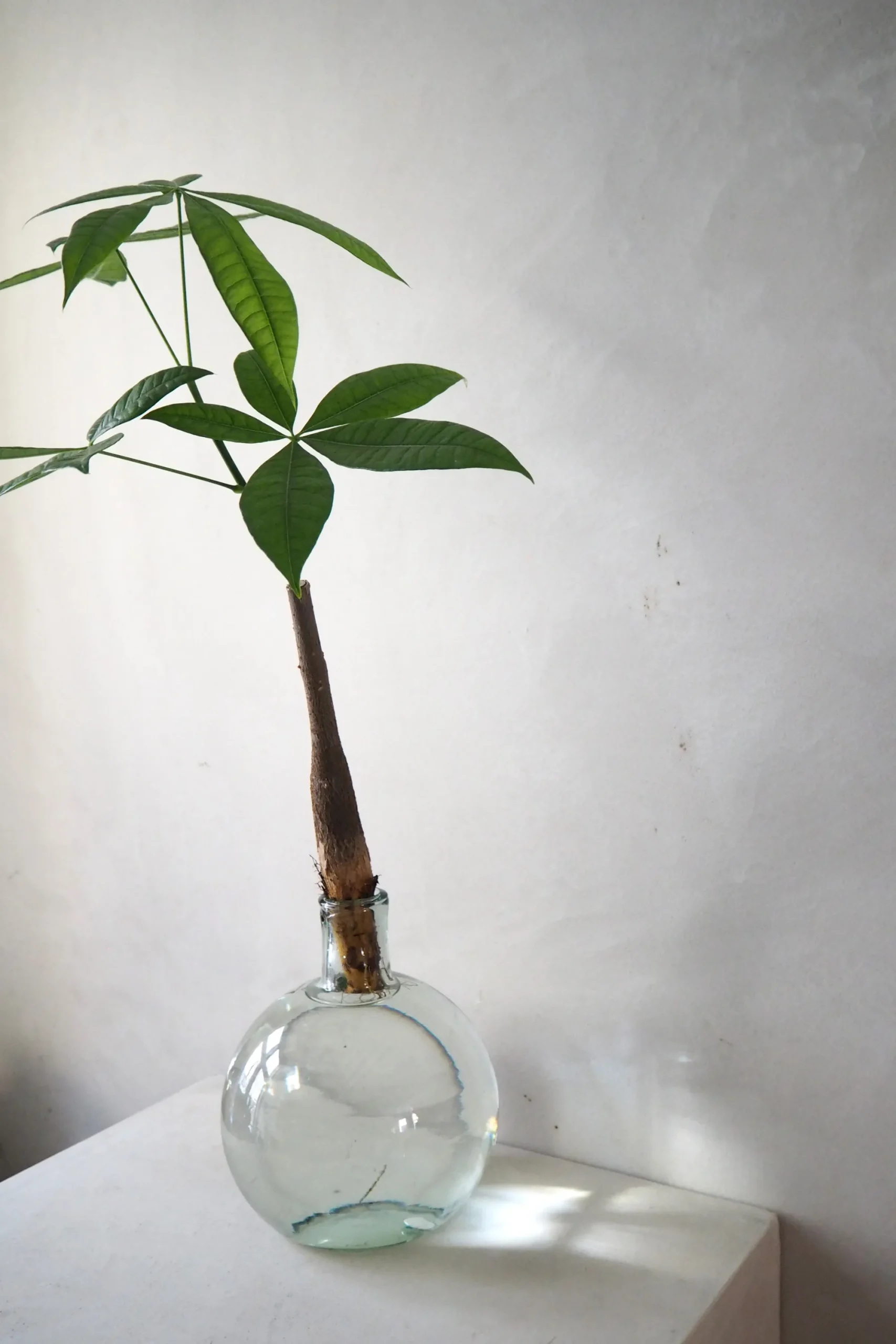 PLANT Lykkekastanje Japandi i glas, stor