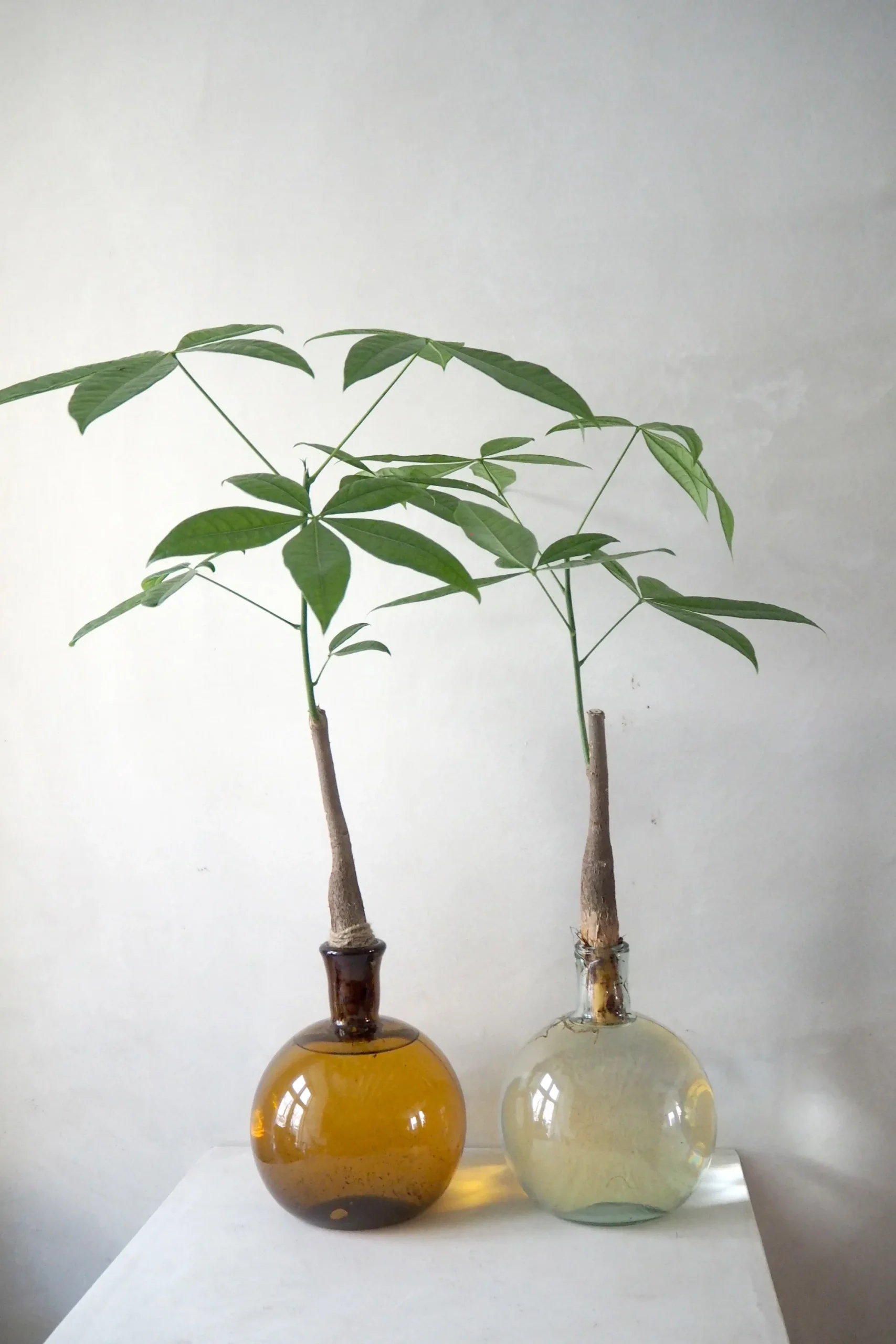 PLANT Lykkekastanje Japandi i glas, stor