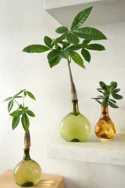 PLANT Lykkekastanje Japandi i glas, grøn Discount