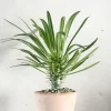 PLANT Madagaskar Palme
