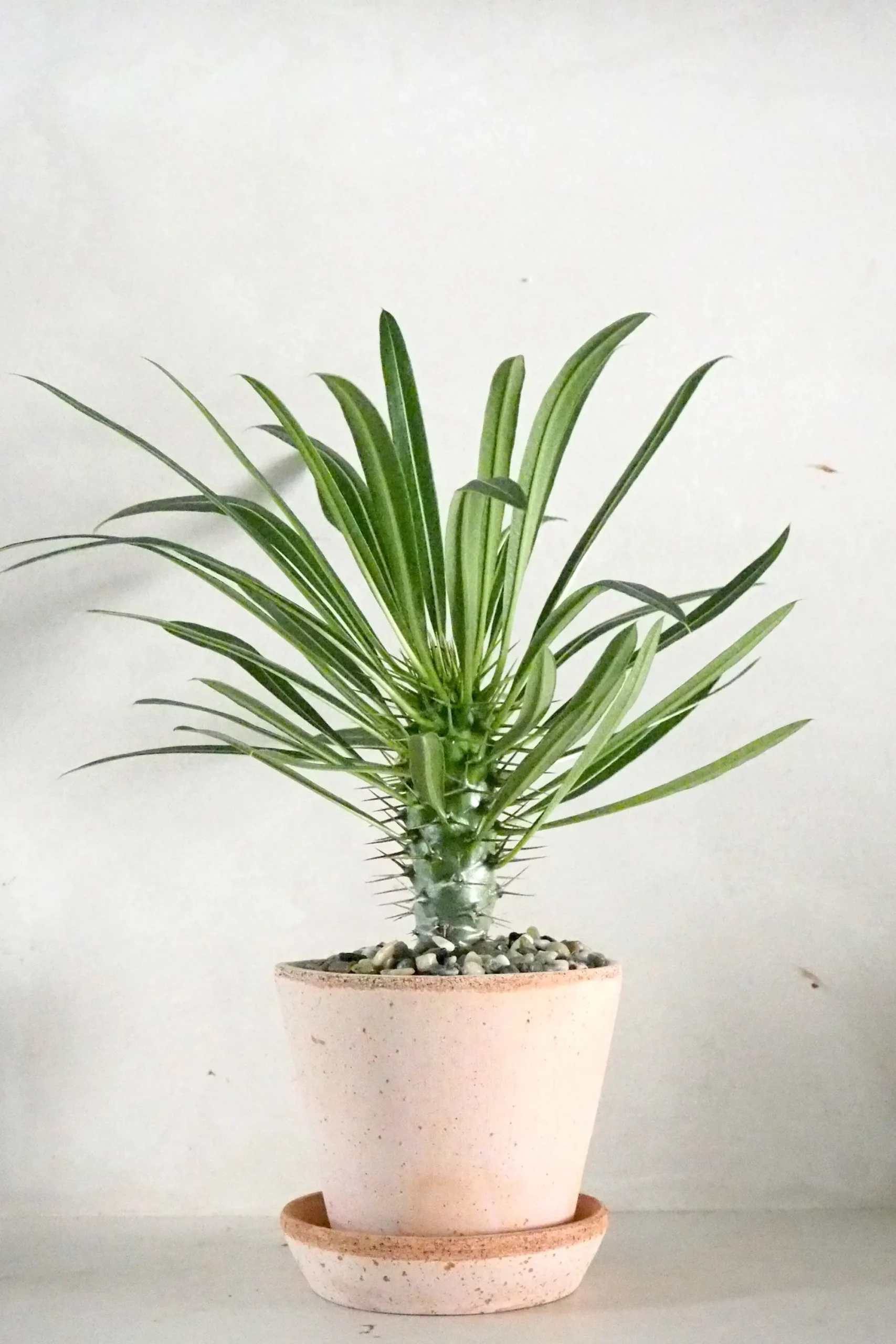 PLANT Madagaskar Palme