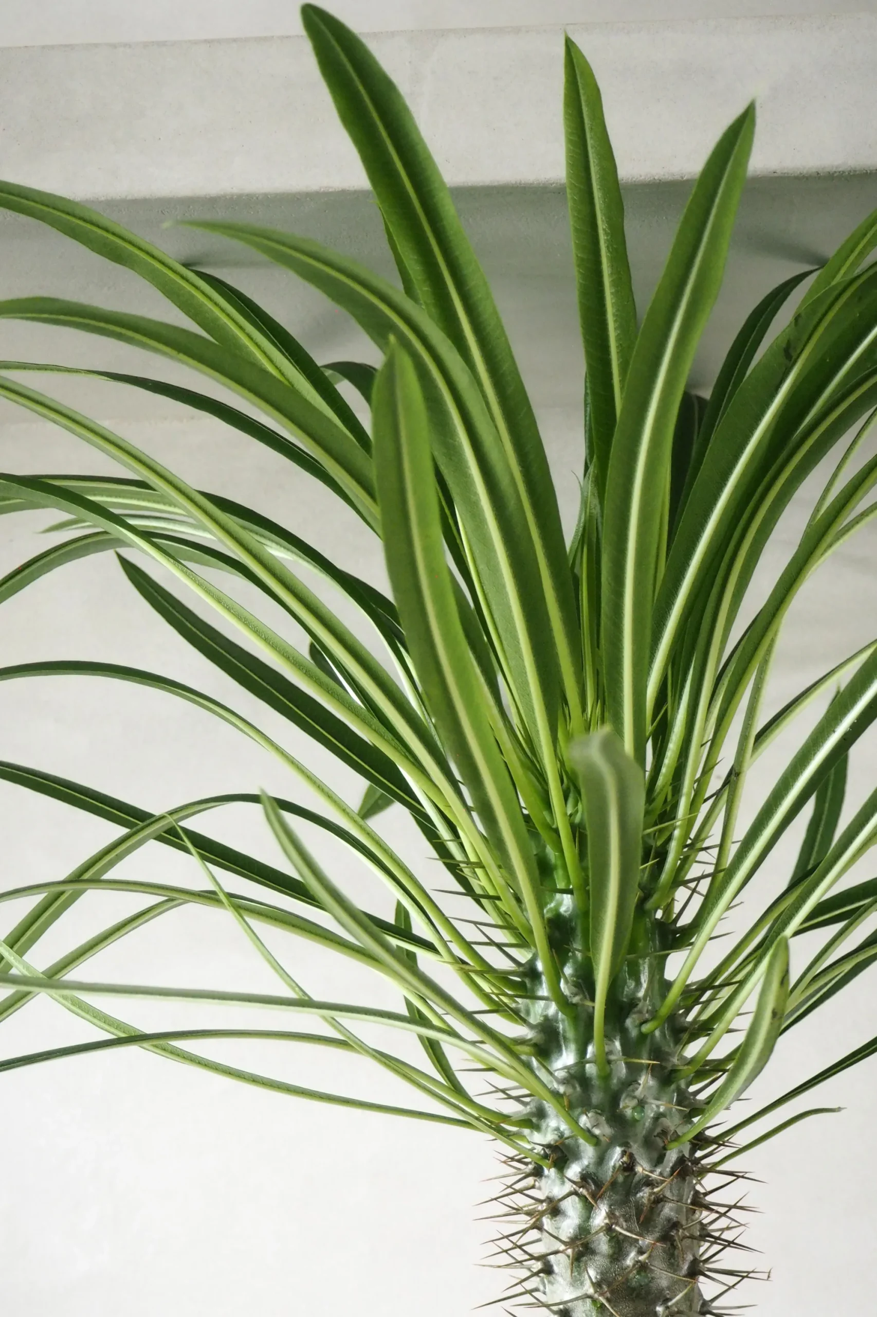 PLANT Madagaskar Palme, stor Best