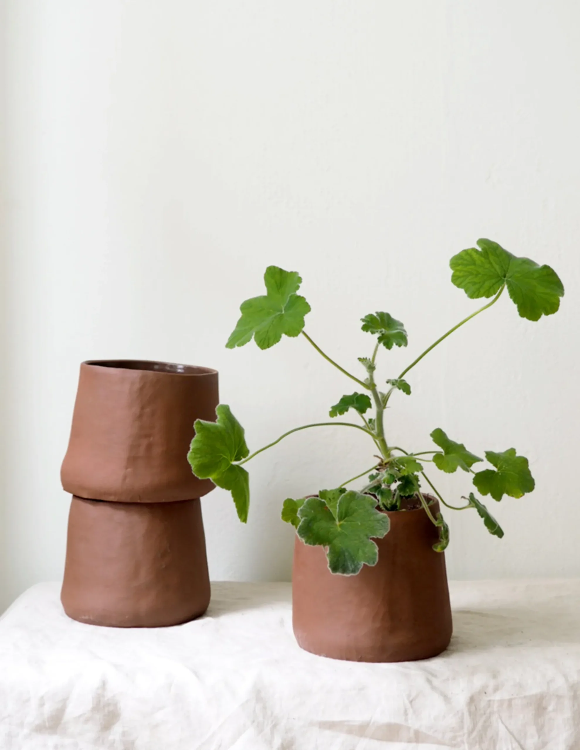 PLANT Maitoinen krukke Hot