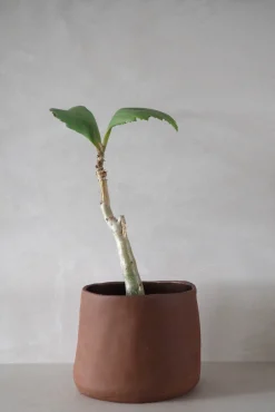 PLANT Maitoinen krukke Hot