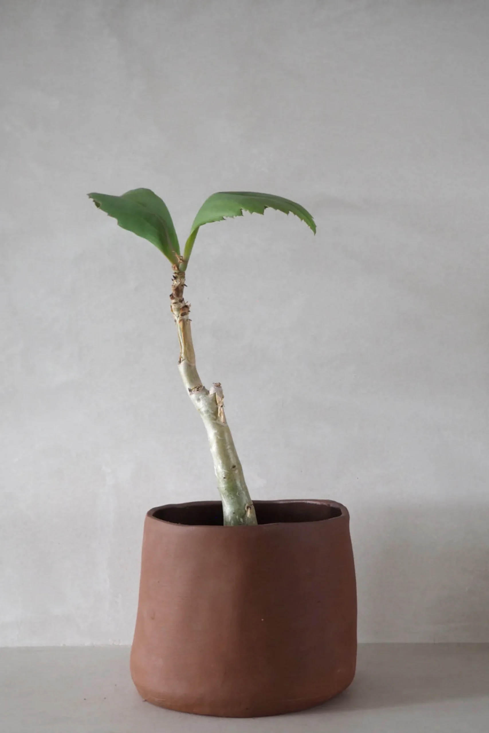 PLANT Maitoinen krukke Hot