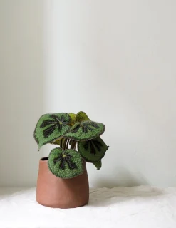 PLANT Maitoinen krukke Hot