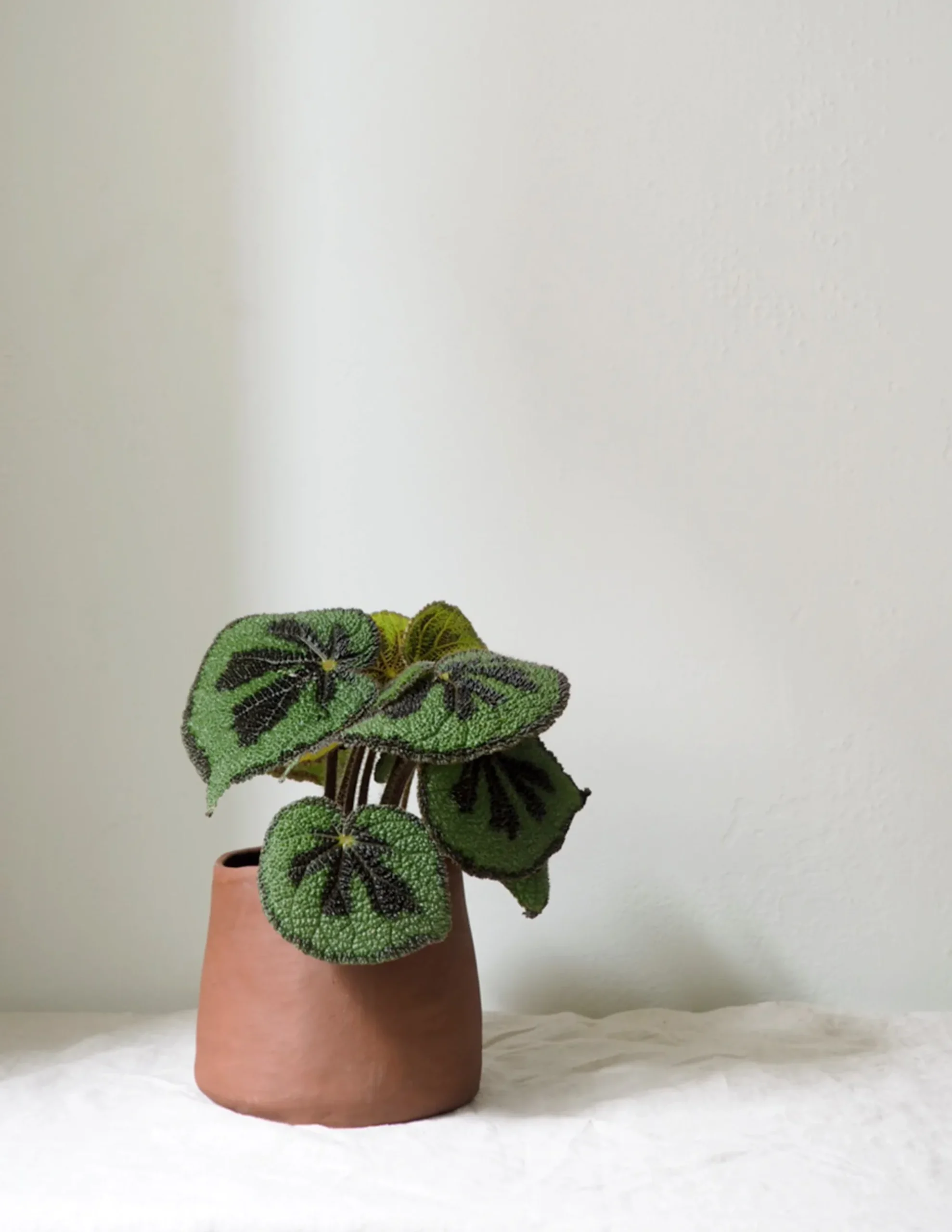 PLANT Maitoinen krukke Hot