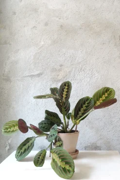 PLANT Maranta Fascinator Sale