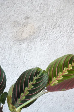 PLANT Maranta Fascinator Sale