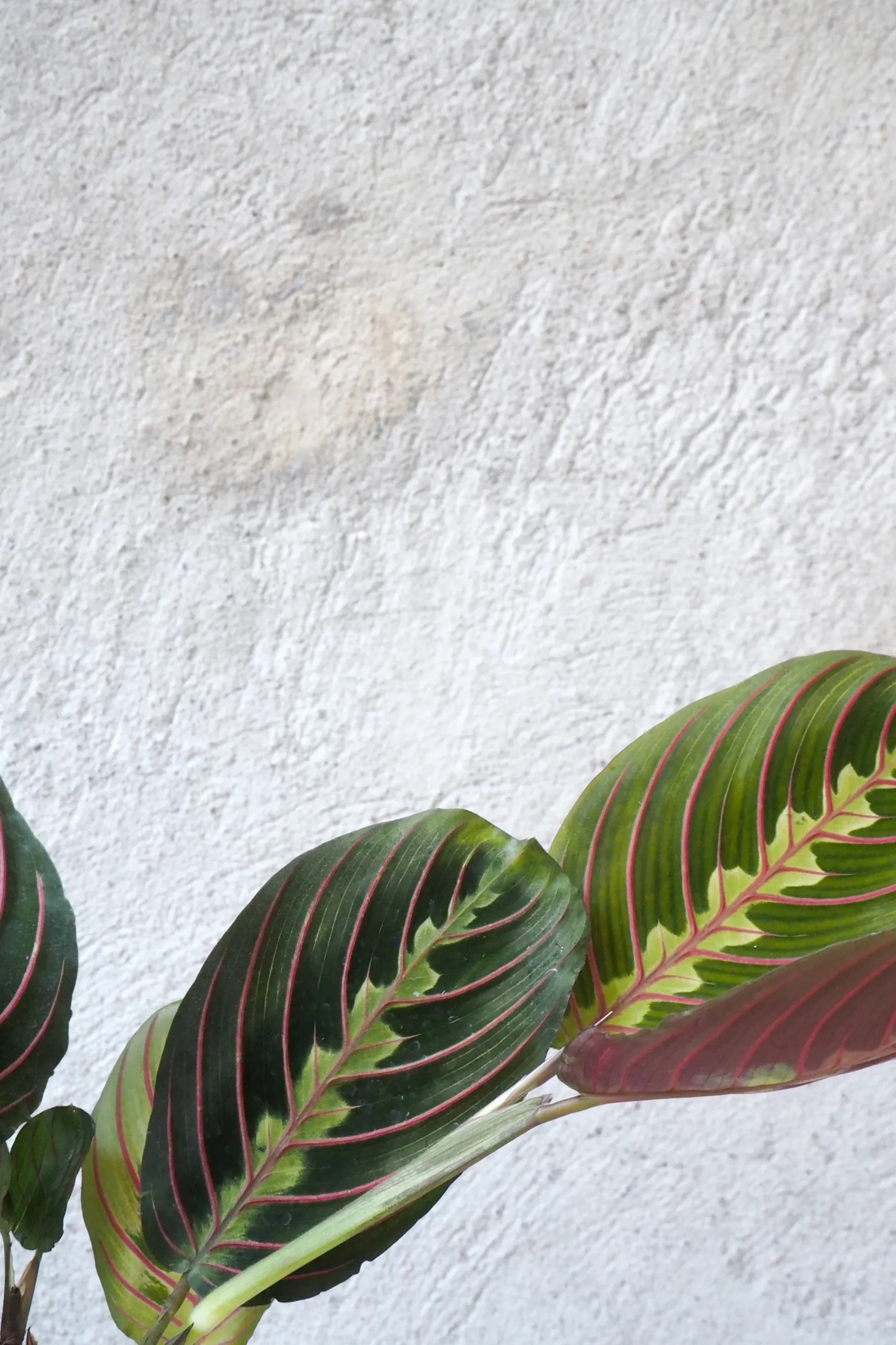 PLANT Maranta Fascinator Sale