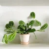 PLANT Maranta lemon lime Best