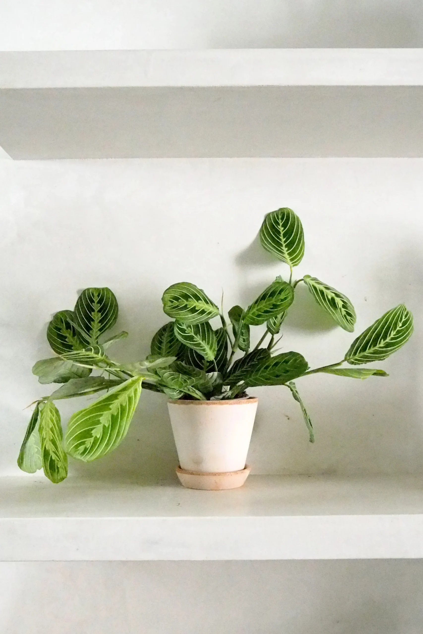 PLANT Maranta lemon lime Best