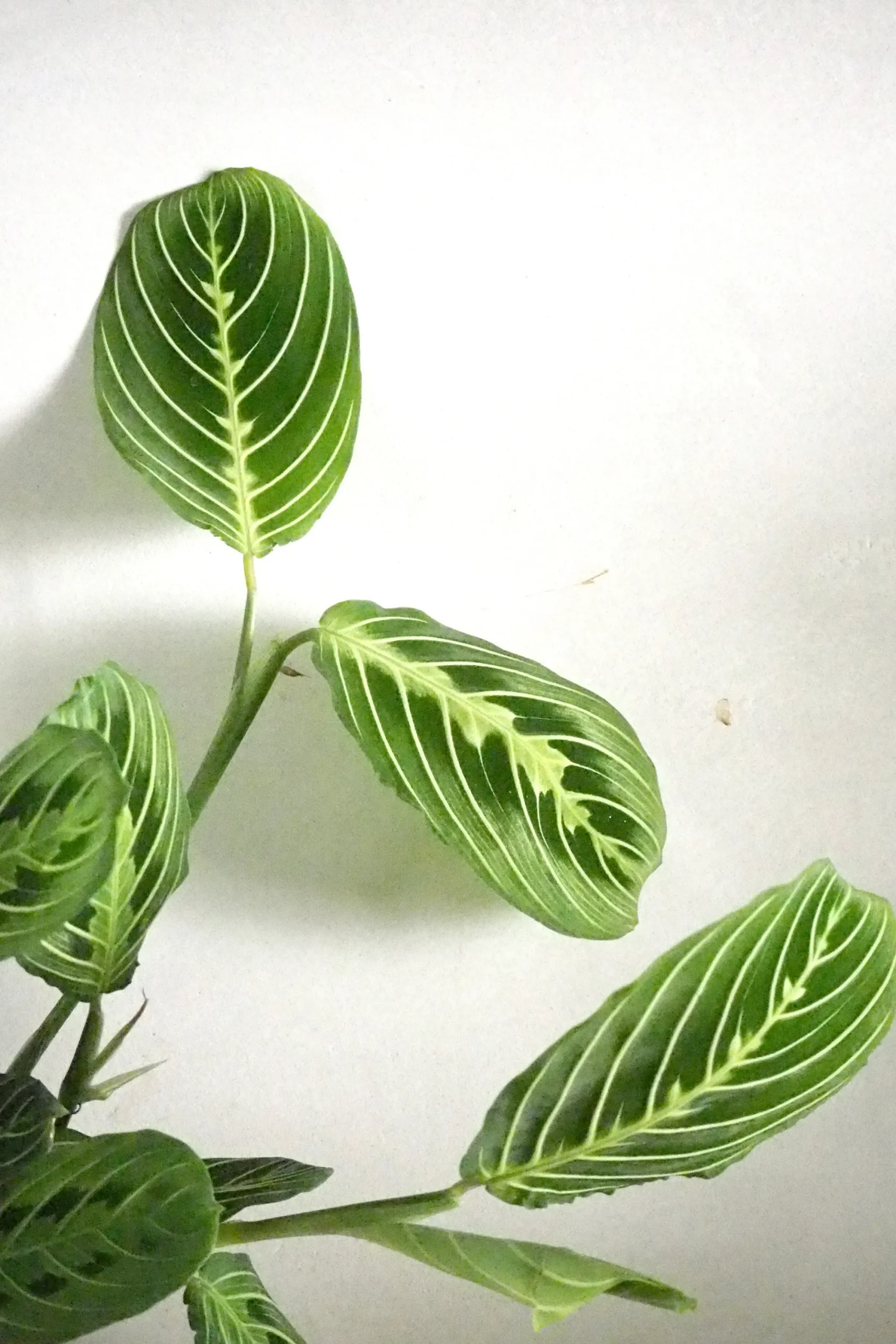 PLANT Maranta lemon lime Best