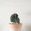 PLANT Marginatocereus Cristata Clearance