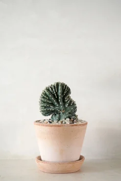 PLANT Marginatocereus Cristata Clearance