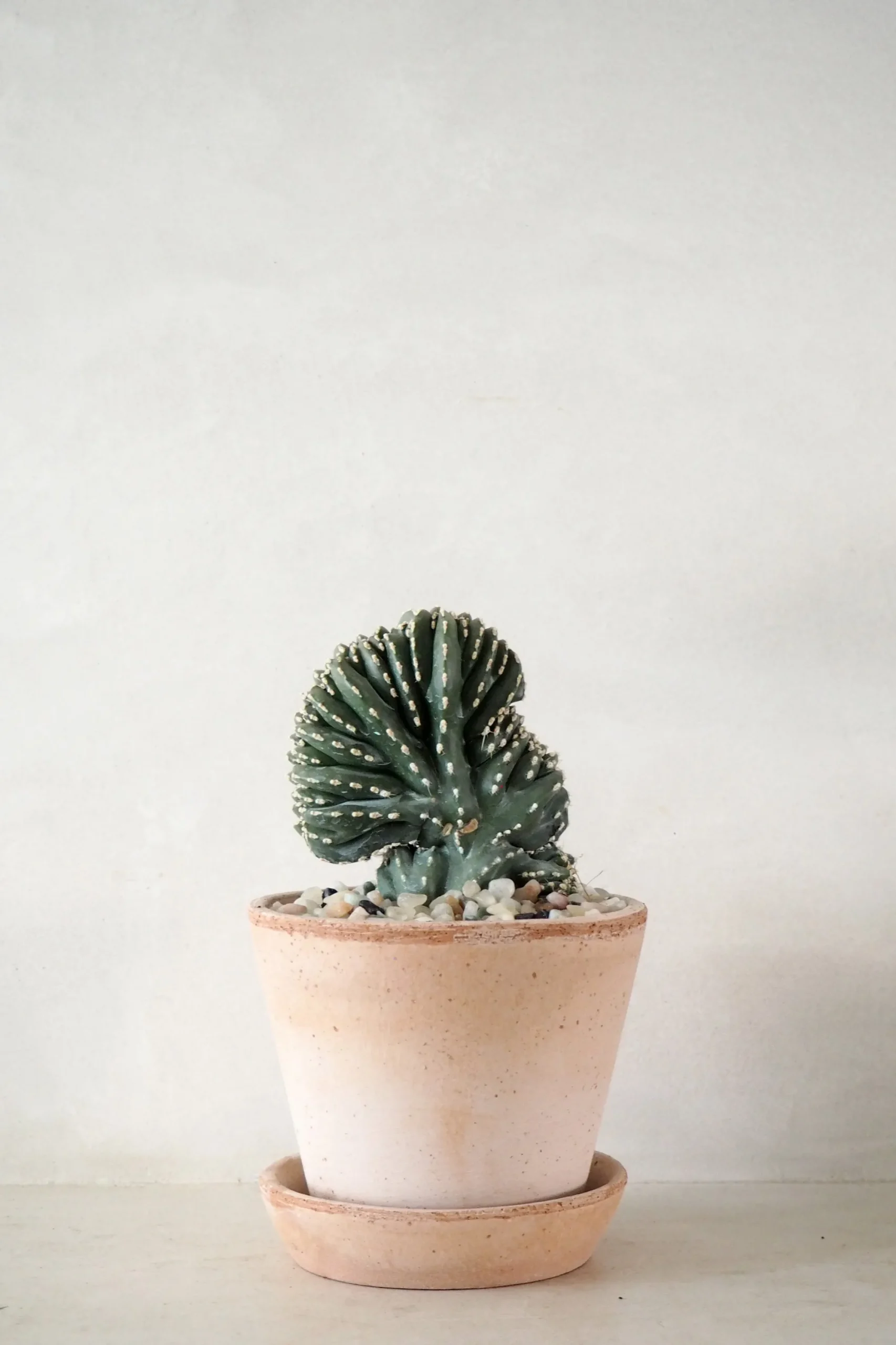 PLANT Marginatocereus Cristata Clearance