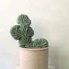 PLANT Marginatocereus Marginatus f. Crestata, Unika XL Outlet