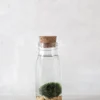 PLANT Marimo Moskugle i flaske Hot