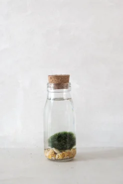 PLANT Marimo Moskugle i flaske Hot