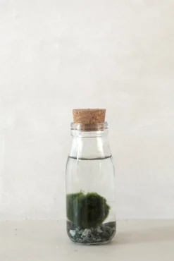 PLANT Marimo Moskugle i flaske Hot