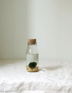 PLANT Marimo Moskugle i flaske Hot