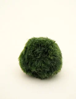 PLANT Marimo Moskugle i flaske Hot