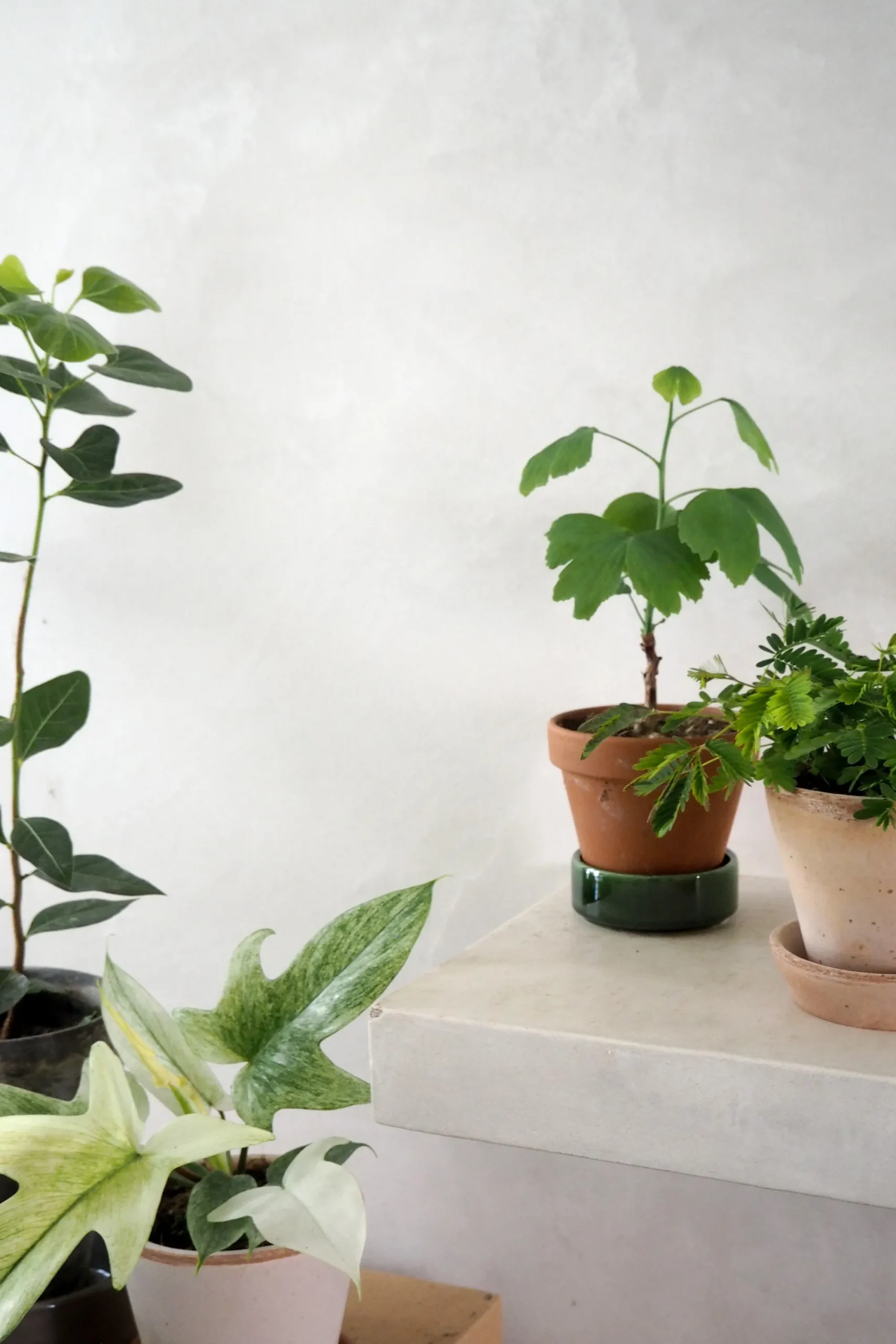 PLANT Mimose New