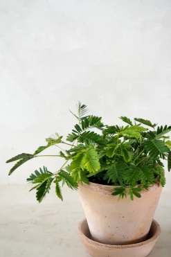 PLANT Mimose New