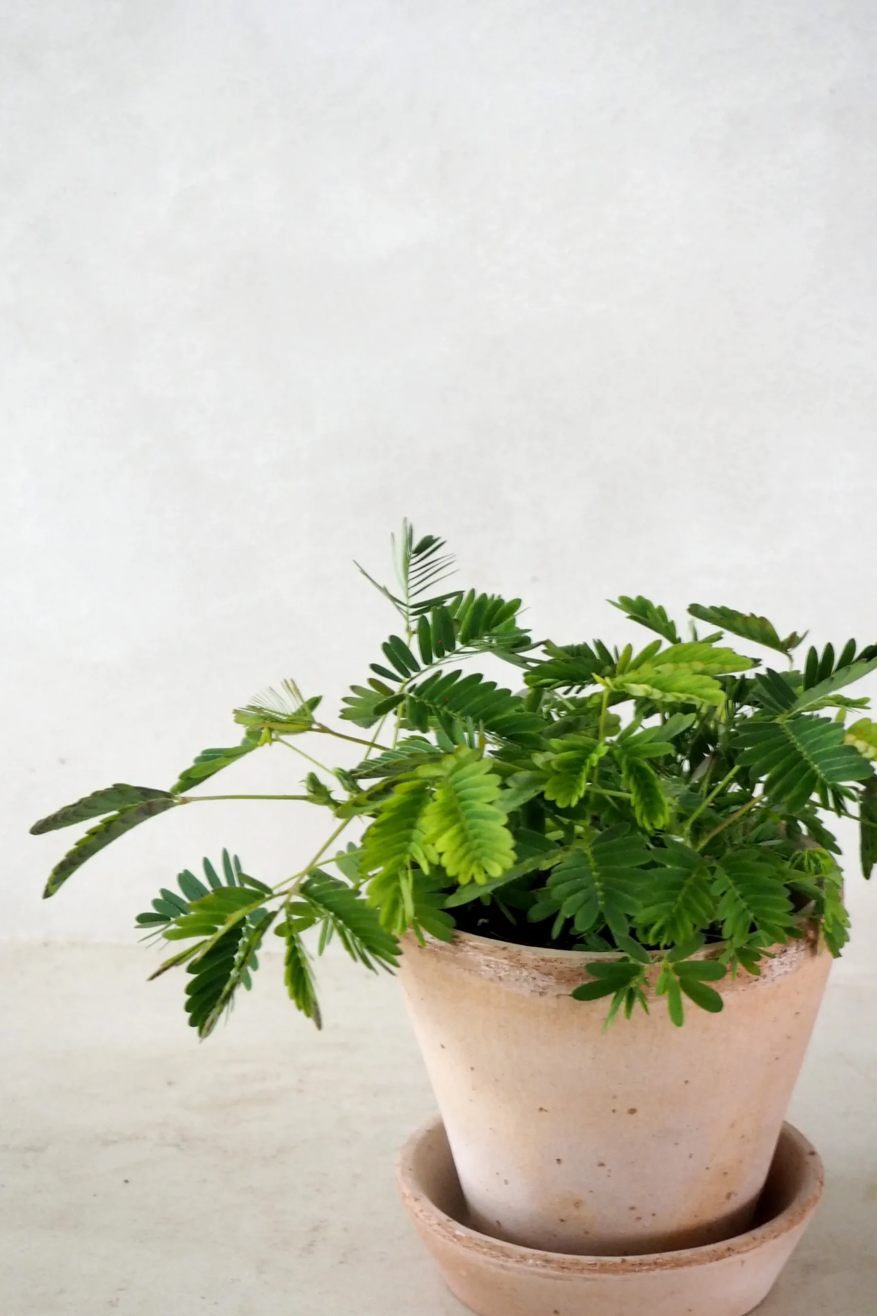 PLANT Mimose New