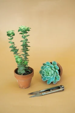 PLANT Mini beskærersaks New