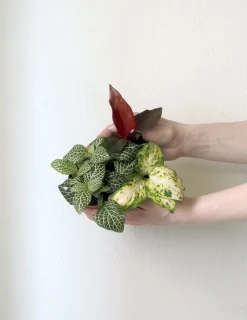 PLANT Minier Outlet