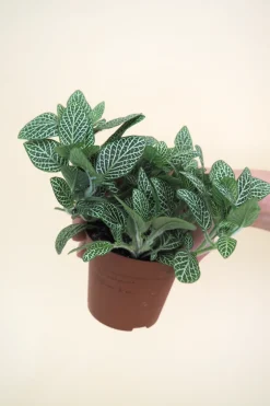 PLANT Minier Outlet