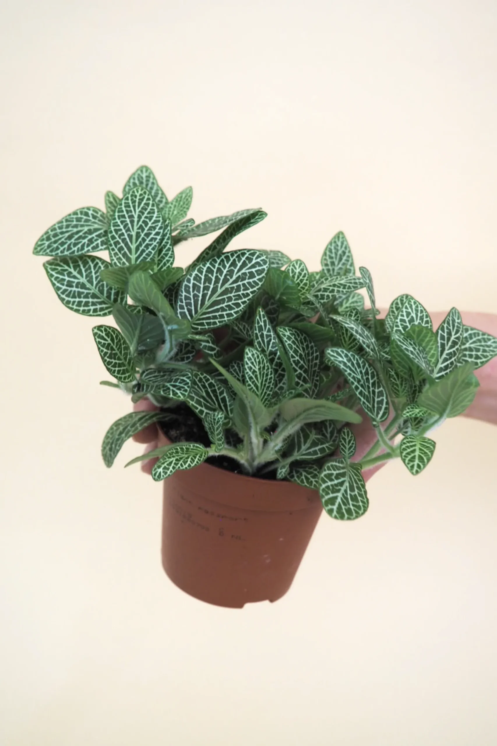 PLANT Minier Outlet