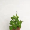 PLANT Møle Online