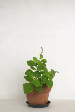 PLANT Møle Online