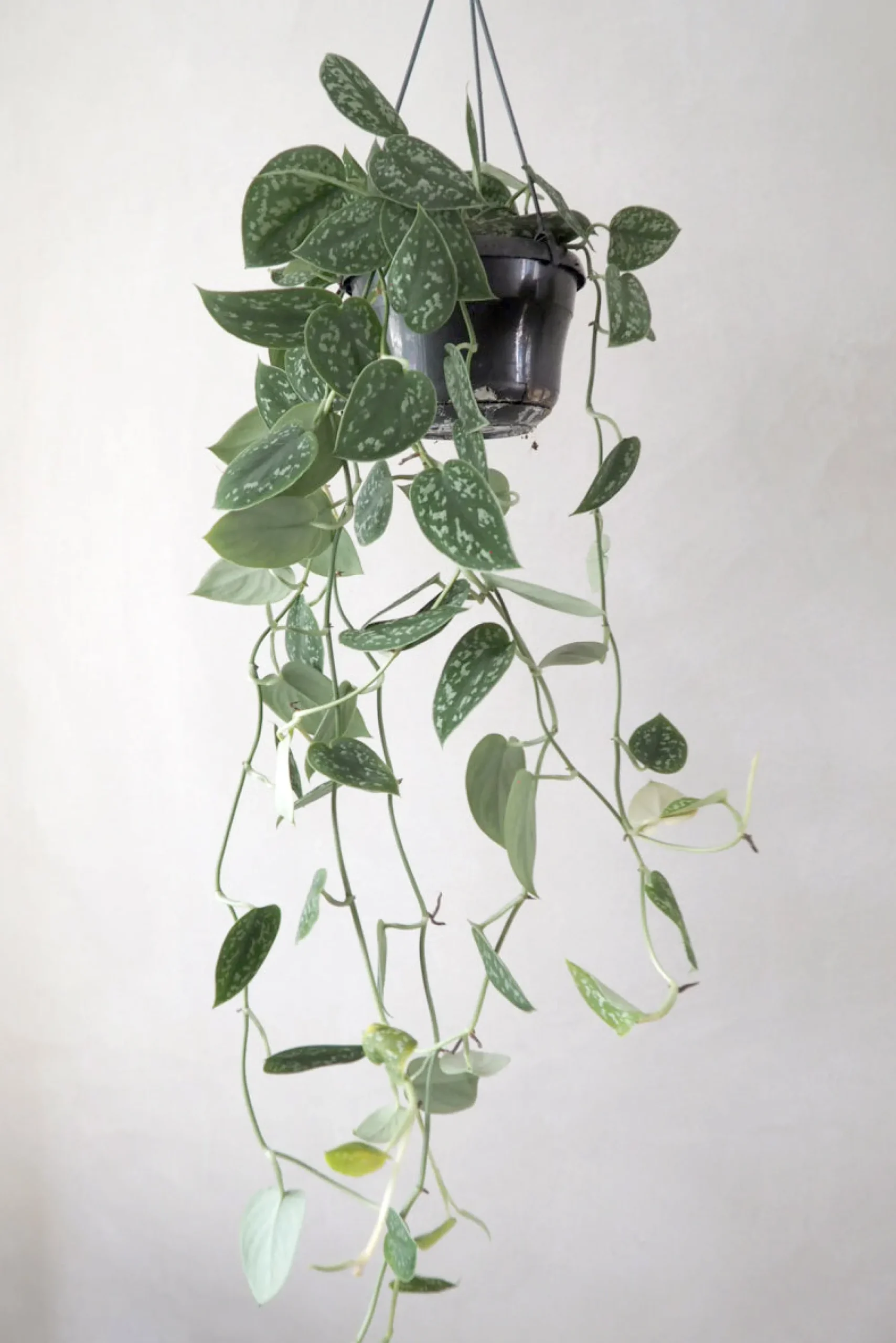 PLANT Måneskin Sale