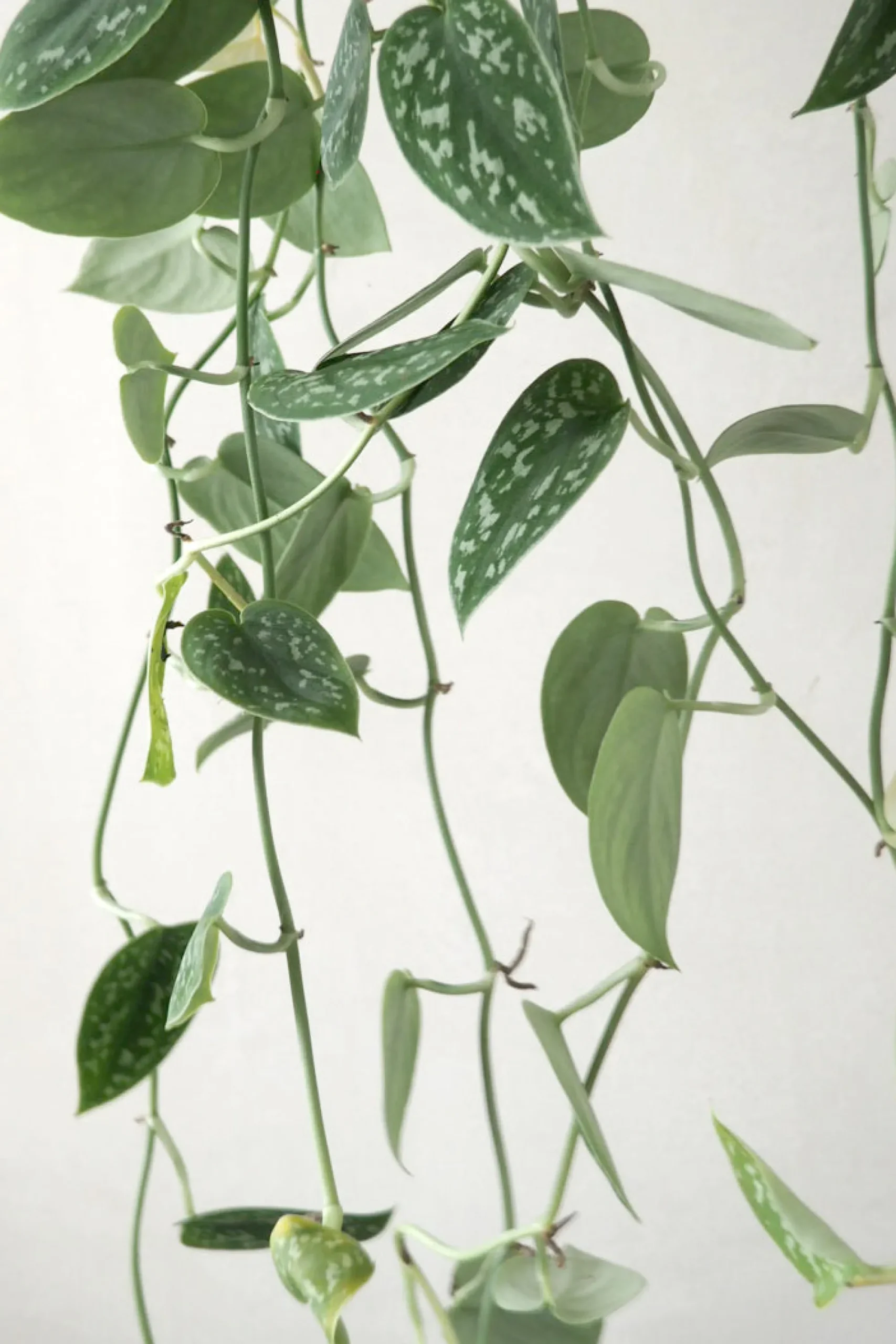 PLANT Måneskin Sale