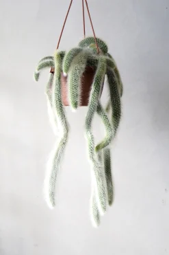 PLANT Monkey's Tail kaktus Best