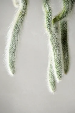 PLANT Monkey's Tail kaktus Best