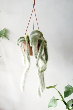 PLANT Monkey's Tail kaktus Best