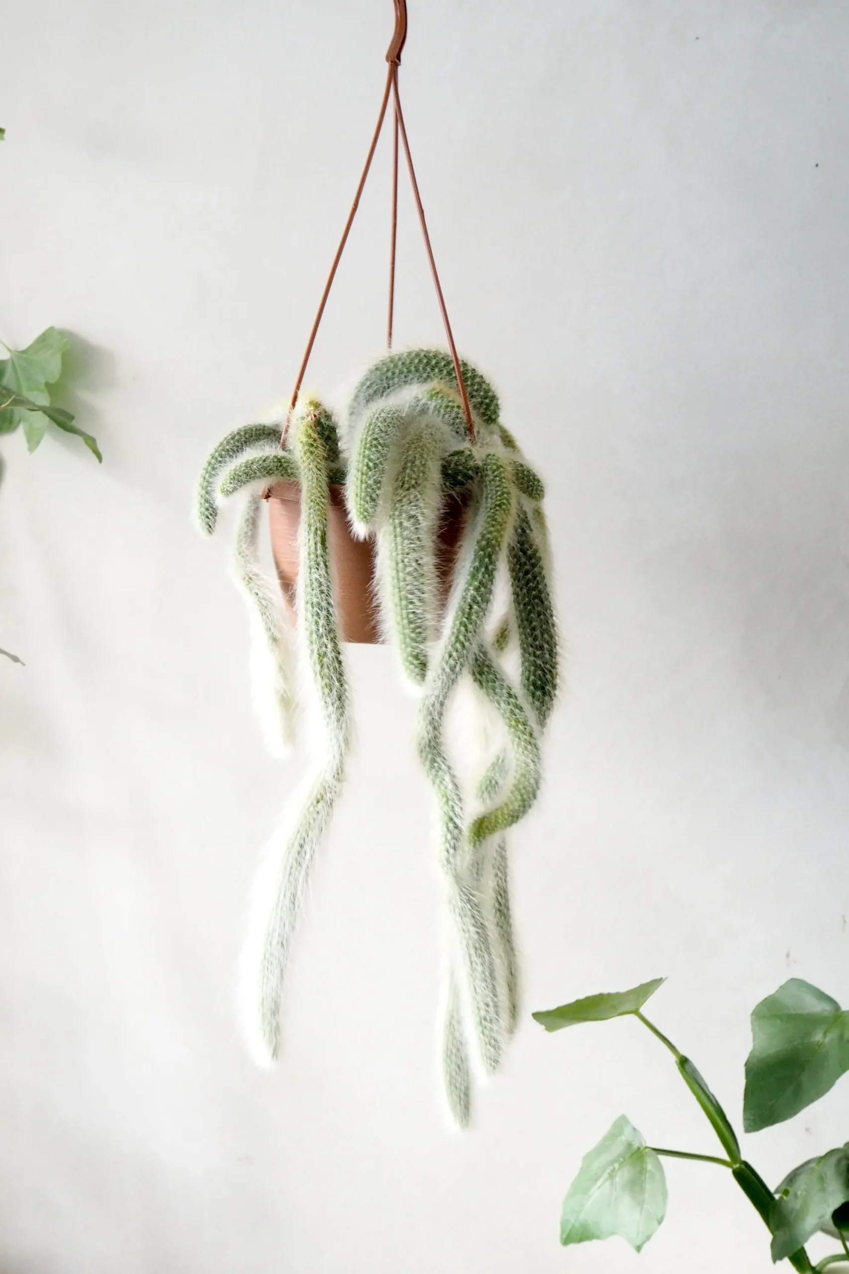 PLANT Monkey's Tail kaktus Best