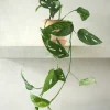 PLANT Monstera Acuminata New