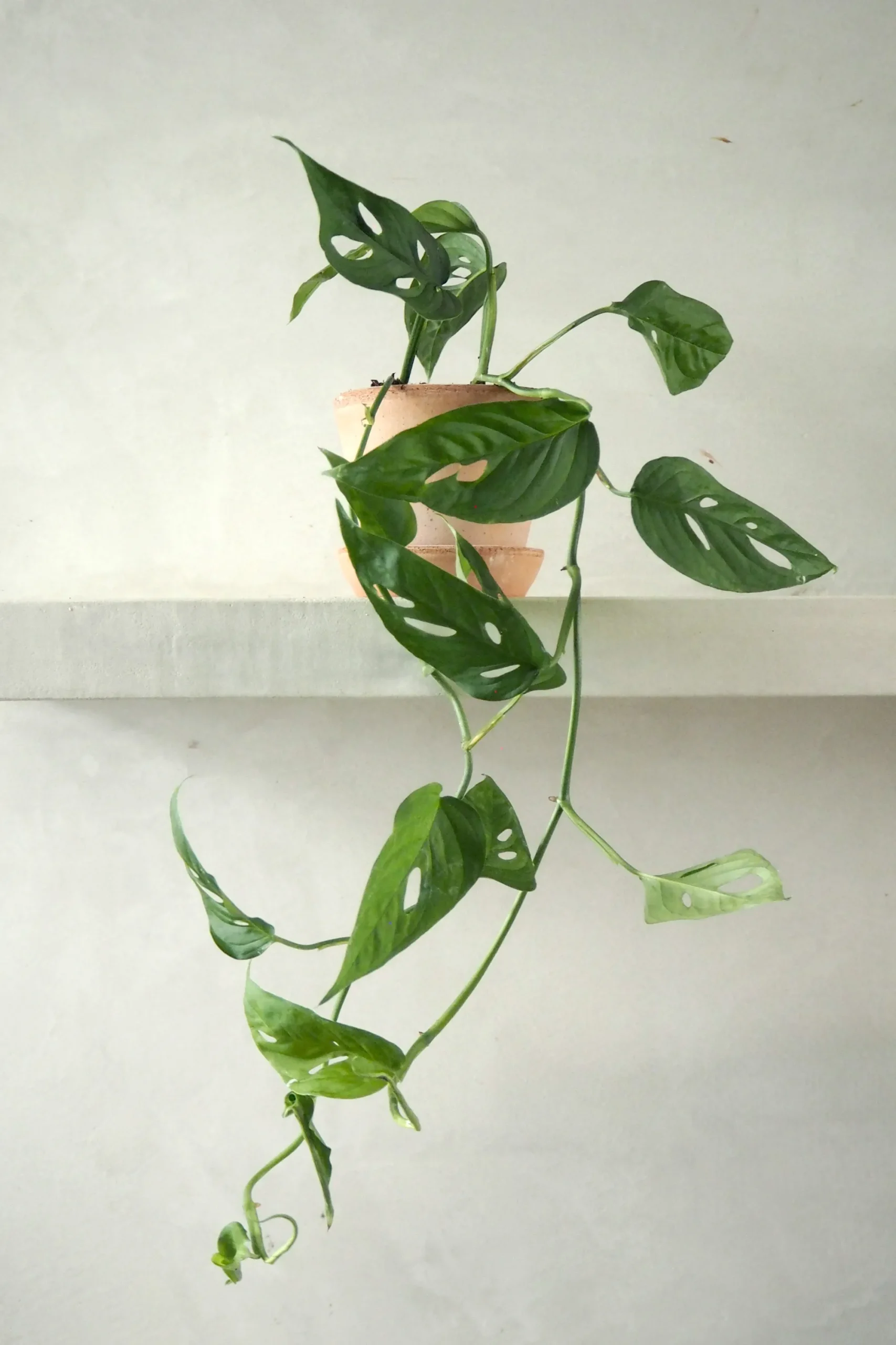PLANT Monstera Acuminata New