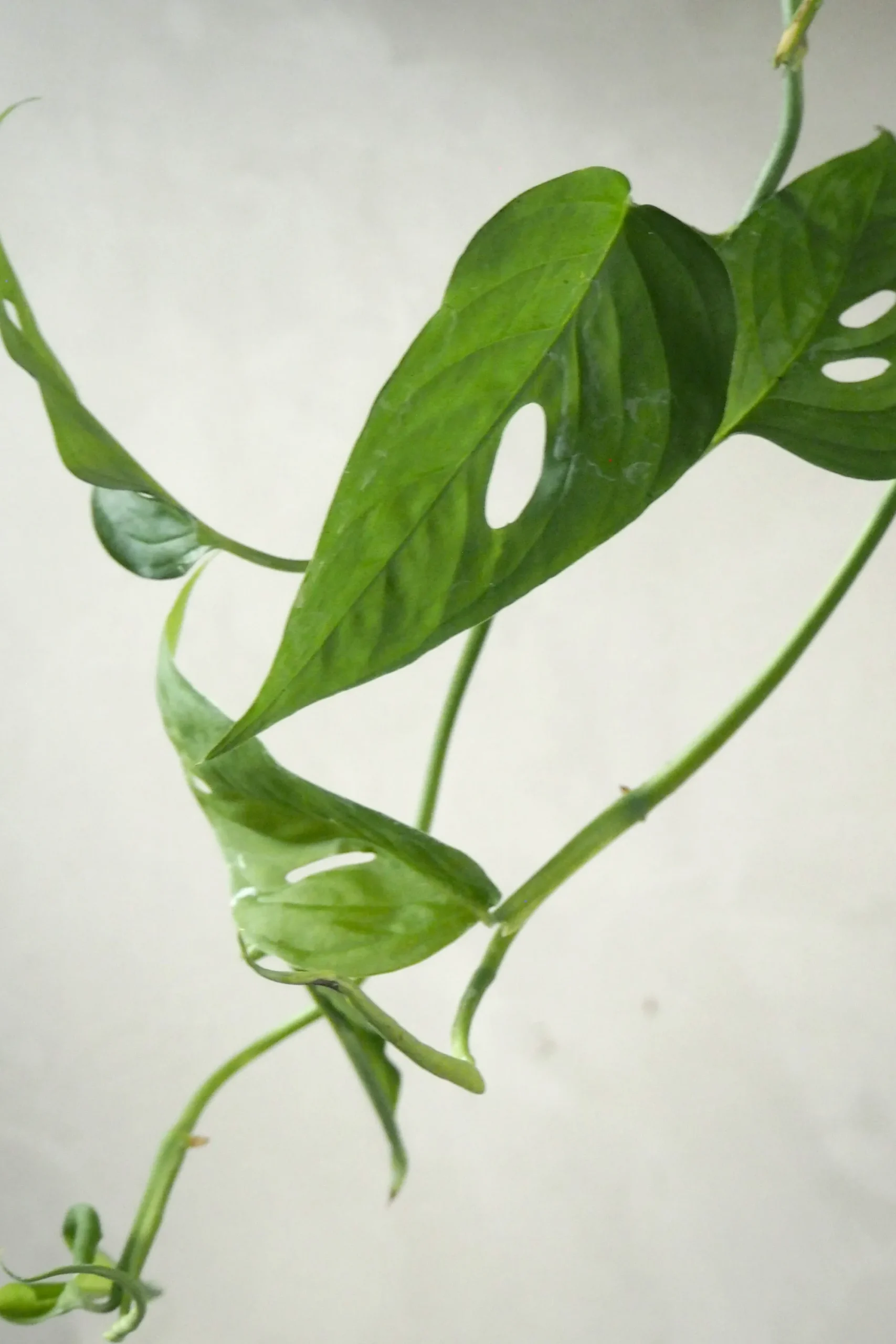 PLANT Monstera Acuminata New