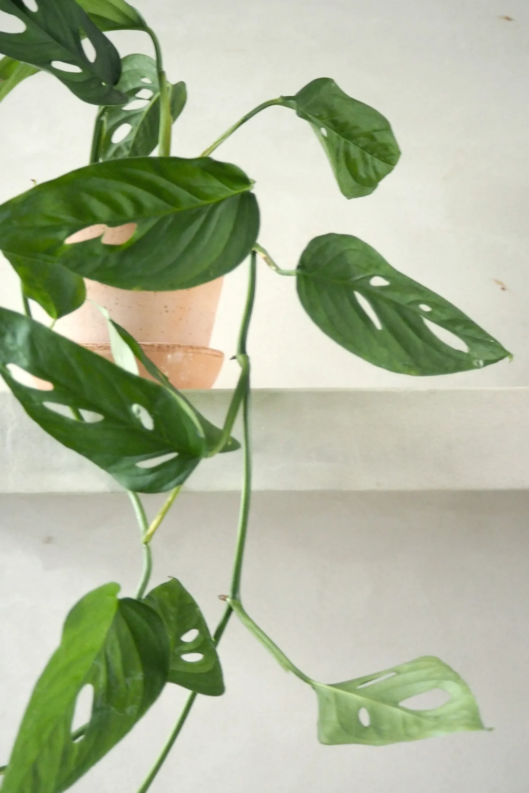 PLANT Monstera Acuminata New