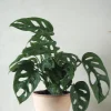 PLANT Monstera Adansonii Online